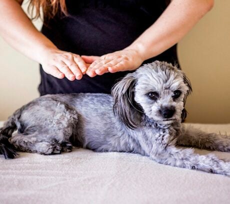 COURSE - ANIMAL REIKI: certification course to become a Reiki Master